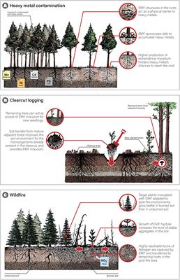 Back to Roots: The Role of Ectomycorrhizal Fungi in Boreal and Temperate <mark class="highlighted">Forest Restoration</mark>